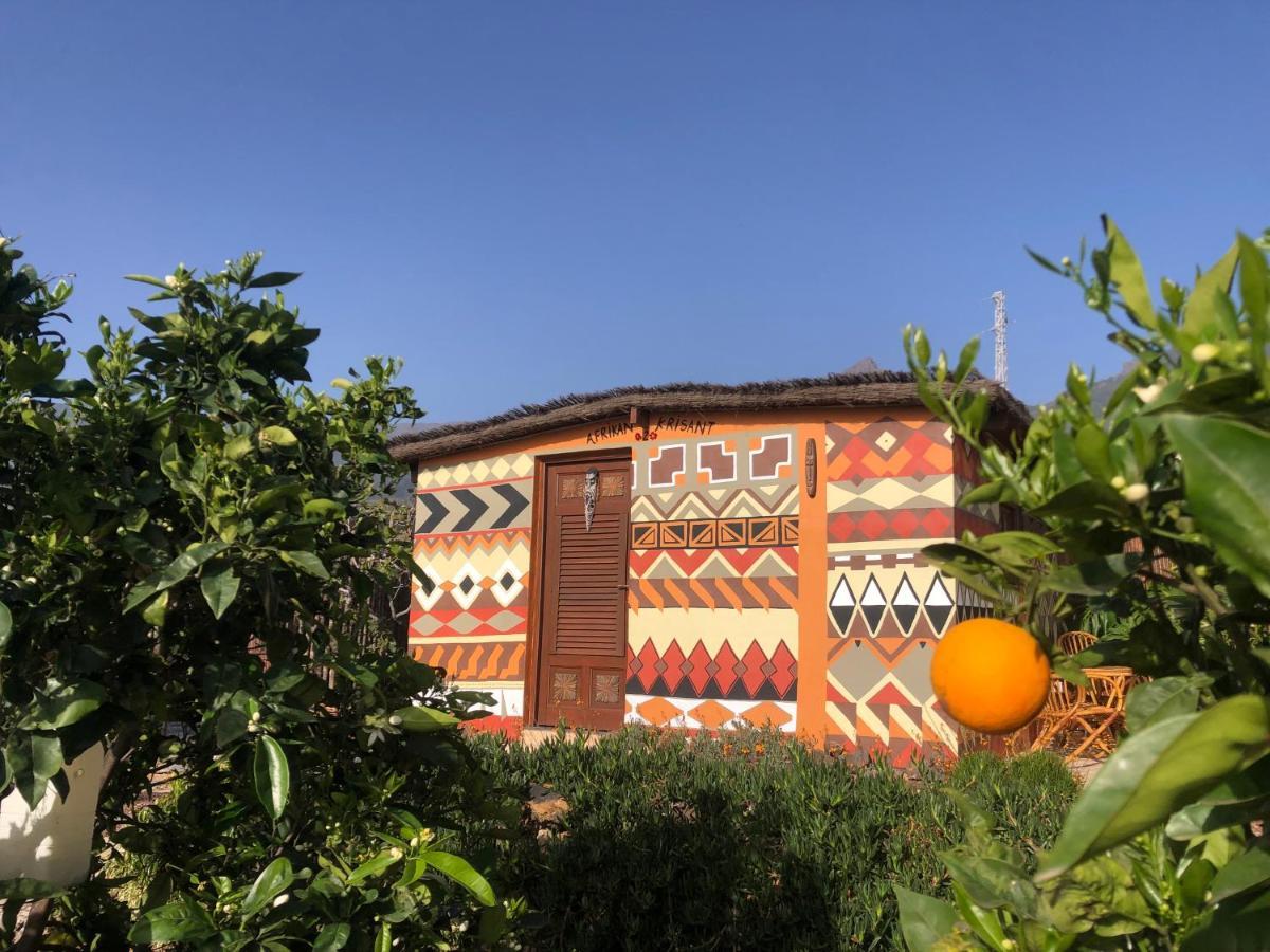 Afrikan Krisant Tenerife, Ecologica